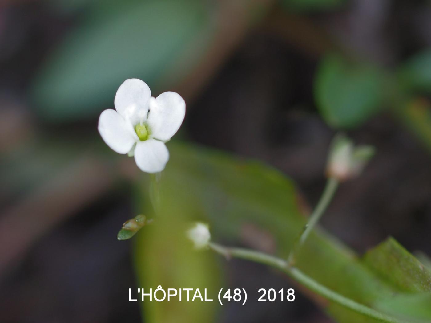 Speedwell, Marsh flower